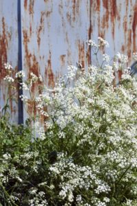 Metal wall, old, rusty, flowers, close-up, detail, Metal wall, old, rusty, flowers, close-up, detail,